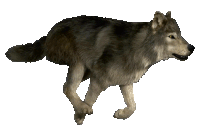 wolf-wolf-running.gif
