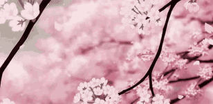 pink-cherry-blossom.gif