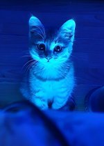 d746e3f32ce834276dfdd43854f6beb3.jpg