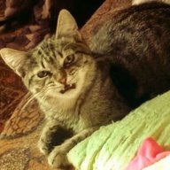 Timur_Panshin