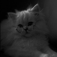 Harry_Frozen