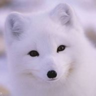 Timofey_Fox
