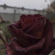 Ren_Takava