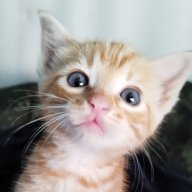 Simal_Alainov