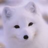 Timofey_Fox