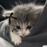 Dasha_Krop