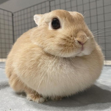 forum.russia-game.ru