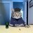Tom_Wells