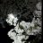 Vadim_Severov